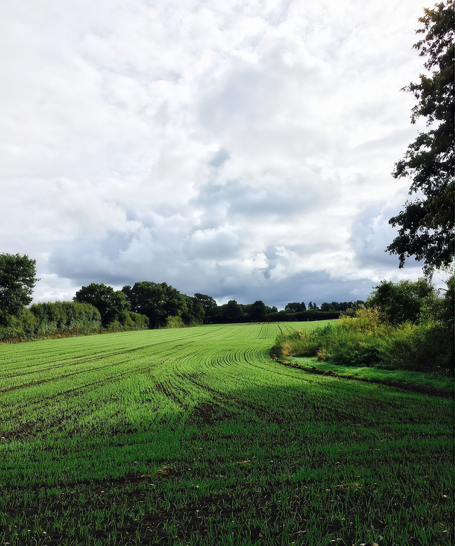 Green crop field under a cloudy sky, edged by trees and hedgerows
