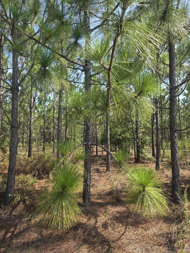Sunlight filtering through pine woodland onto a forest floor covered in pine needles.