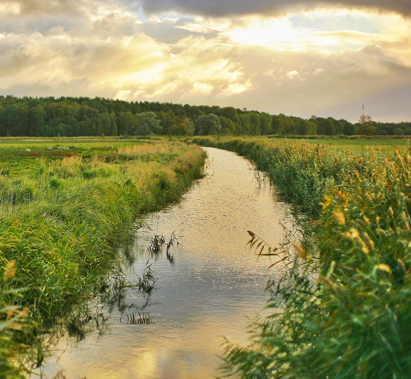 A quiet creek winding through tall grass and reeds at sunset, with a distant tree line under a soft sky.